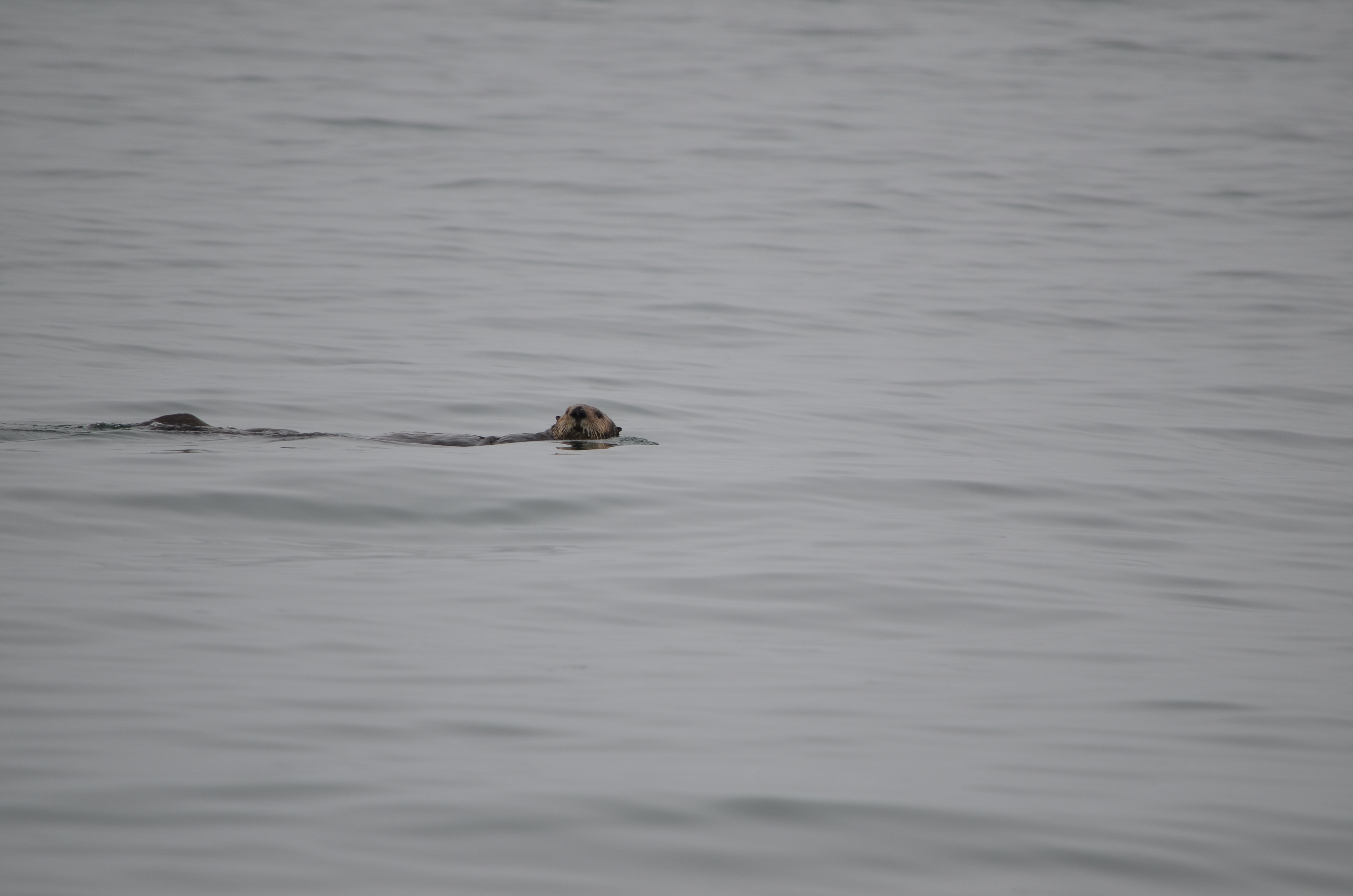 photos/wildlife/Mammal_Species/Sea Otter/DSC_0336.JPG